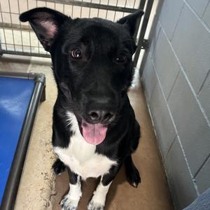 BEAR, Mixed Breed (Medium), young, available for adoption