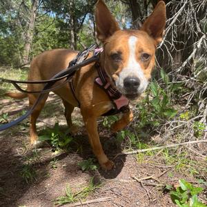 CHARLOTTE, Mixed Breed (Large), adult, available for adoption