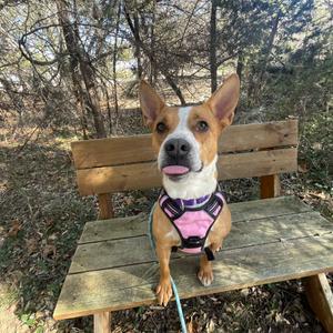 CHARLOTTE, Mixed Breed (Large), adult, available for adoption