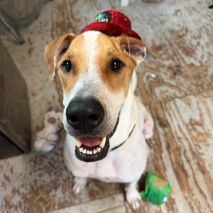 DIEGO JR., Terrier, Jack Russell, adult, available for adoption