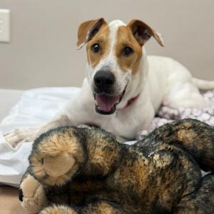 DIEGO JR., Hound, adult, available for adoption