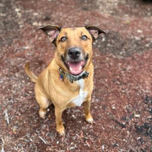 COSMO, Mixed Breed (Medium), adult, available for adoption