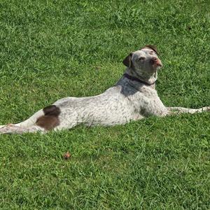 A speckled dog with brown spots lies on a green lawn, looking up and to the right.