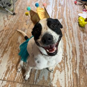 DARLA, Pointer, English, adult, available for adoption
