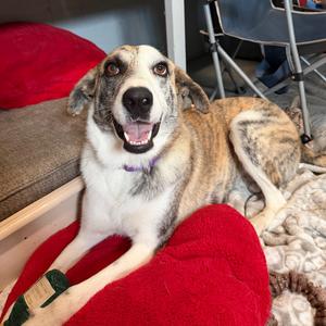 CALI, Catahoula Leopard Dog, adult, available for adoption
