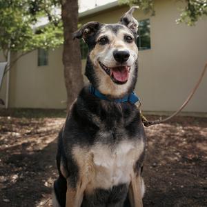 A medium-sized dog with black, brown, and white fur sits outdoors, panting with its tongue out. It wears a blue collar and is looking at the camera.