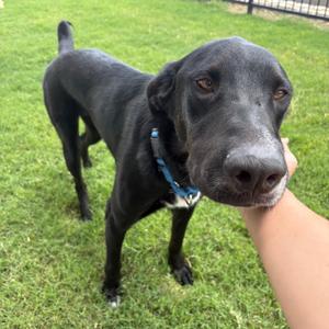 EURO, Retriever, Labrador, young, available for adoption