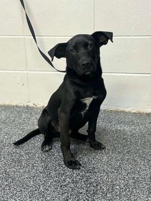 Gilbert Grape, Mixed Breed, young, available for adoption