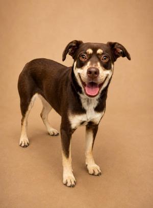 Tessa, Mixed Breed, young, available for adoption