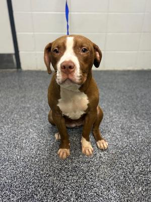 D1018-26 Allegiant, Mixed Breed, young, available for adoption