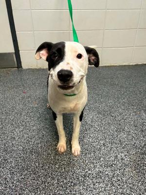 A black and white dog with floppy ears and a green leash standing on a gray carpeted floor.