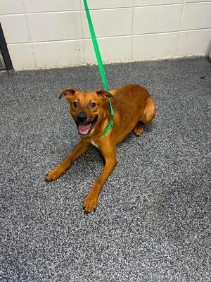 Leonardo, Mixed Breed, young, available for adoption