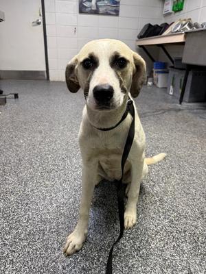D1185-26 Wildflower, Mixed Breed, young, available for adoption