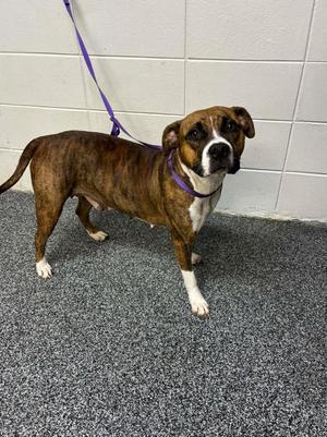 Brii, Mixed Breed, young, available for adoption
