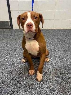 Allegiant, Mixed Breed, young, available for adoption