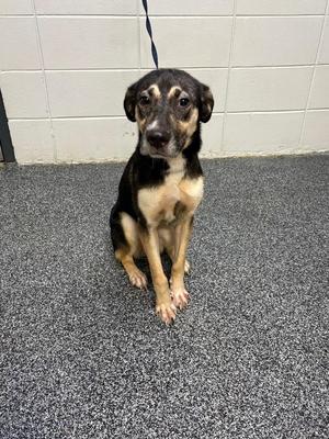 D1066-26 Aurora, Mixed Breed, young, available for adoption