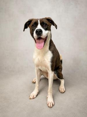 A brown and white dog sitting on a gray background with its mouth open and tongue out.