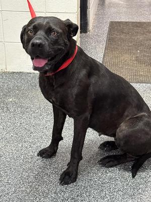 Moolah, Mixed Breed, adult, available for adoption