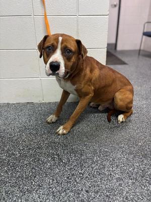 D345-26 Soren, Mixed Breed, adult, available for adoption