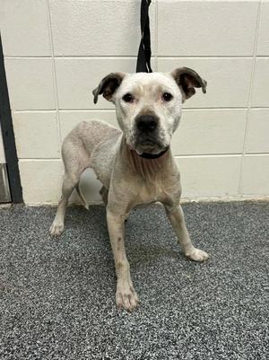 A white dog with black ears and a black collar standing on a gray carpeted floor in front of a white tiled wall.