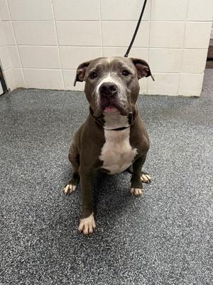 D577-26 Lola Bear, Mixed Breed, senior, available for adoption