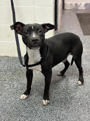 D462-26 Musketeer, Mixed Breed, young, available for adoption