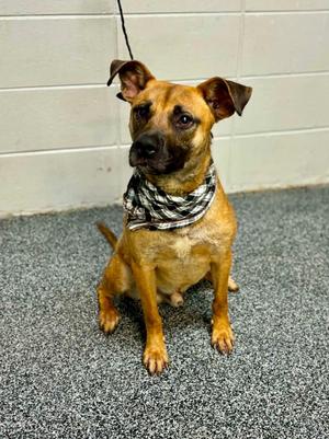 D608-26 Raptor, Mixed Breed, young, available for adoption