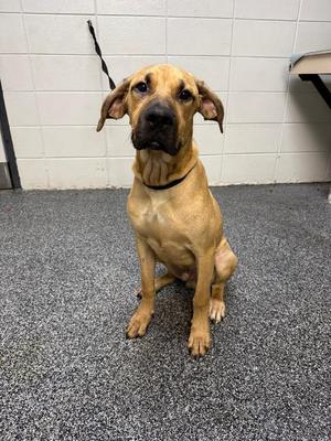 Buster Brown, Mixed Breed, young, available for adoption