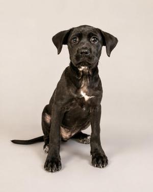 A black puppy sitting on a white background