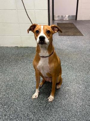 D1049-26 Brooke, Mixed Breed, adult, available for adoption