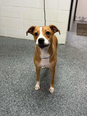 Brooke, Mixed Breed, young, available for adoption
