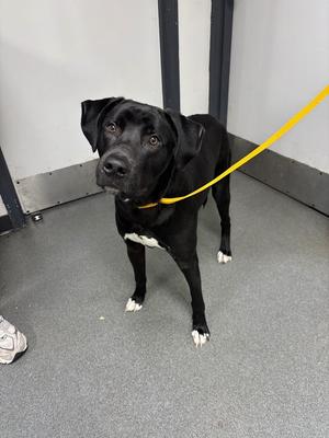 D311-26 Aladdin, Mixed Breed, young, available for adoption