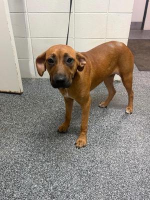 D1035-26, Mixed Breed, young, available for adoption