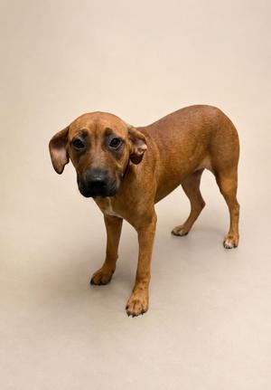 Ginger Snap, Mixed Breed, young, available for adoption
