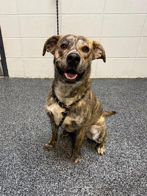 D605-26 Granite, American Bulldog, adult, available for adoption