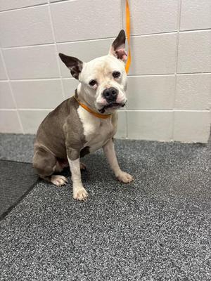 a brown and white dog sitting on a gray carpeted floor with a yellow leash attached to its collar