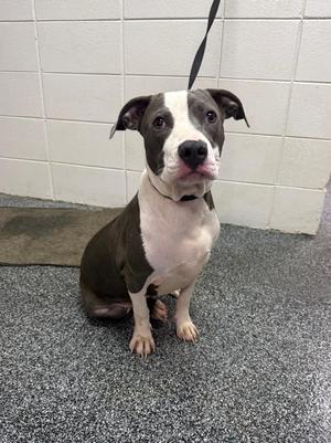 D1123-26 Lollipop, Mixed Breed, young, available for adoption