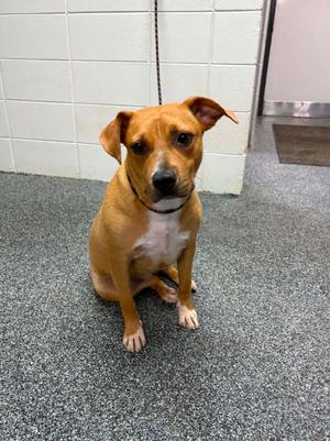D576-26 Eclair, Mixed Breed, young, available for adoption