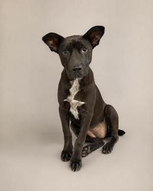 A black dog with a white patch on its chest sitting on a light gray background.