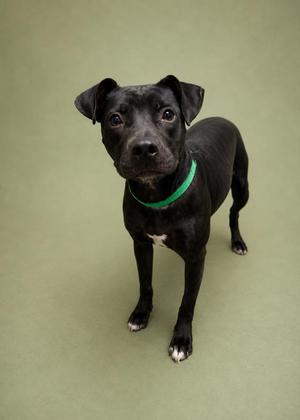 Ziva, Mixed Breed, young, available for adoption
