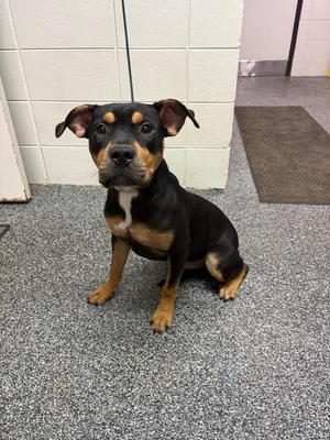 D1017-26 Spirit, Mixed Breed, young, available for adoption
