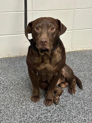 D1068-26 Earl, Mixed Breed, adult, available for adoption