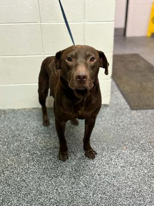 Earl, Mixed Breed, adult, available for adoption
