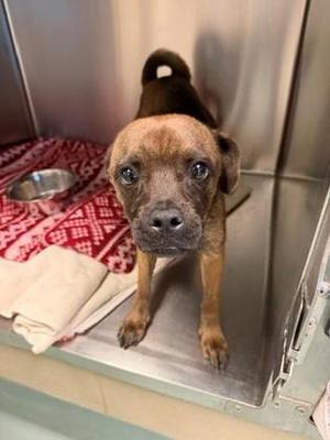 Heidi, Pug / Mixed Breed, young, available for adoption