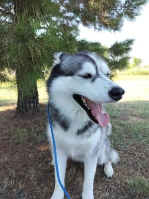 Bluebonnet, Husky / Mixed Breed, adult, available for adoption