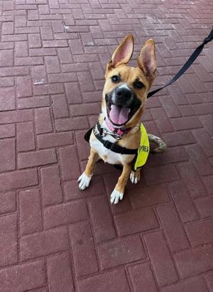 Sally, Pit Bull Terrier / Mixed Breed, puppy, available for adoption