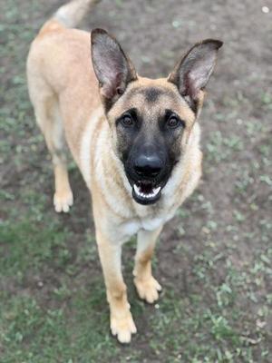 Mason, German Shepherd Dog / Mixed Breed, young, available for adoption