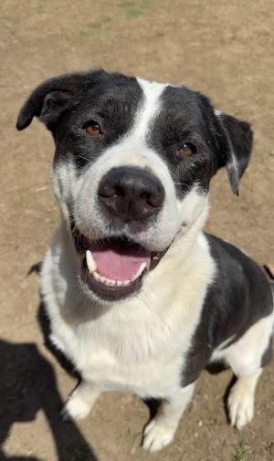 Bobo, Labrador Retriever / Mixed Breed, adult, available for adoption