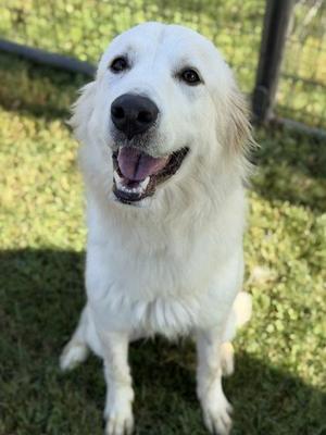Ivy, Great Pyrenees / Mixed Breed, adult, available for adoption