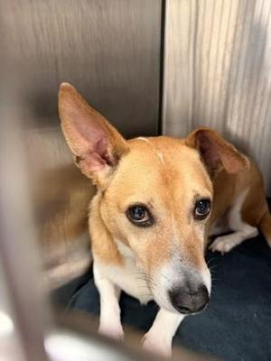 Shmear, Cardigan Welsh Corgi / Mixed Breed, adult, available for adoption